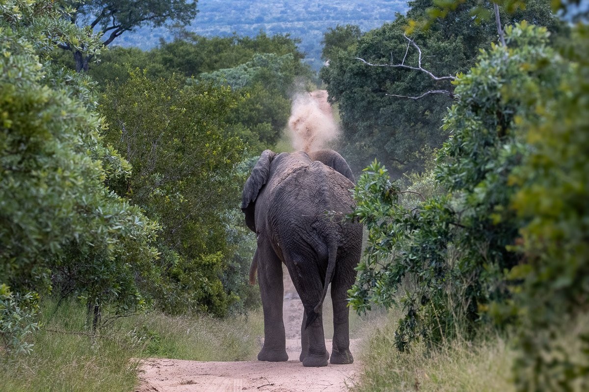 The elephant bull is unbothered by our presence.