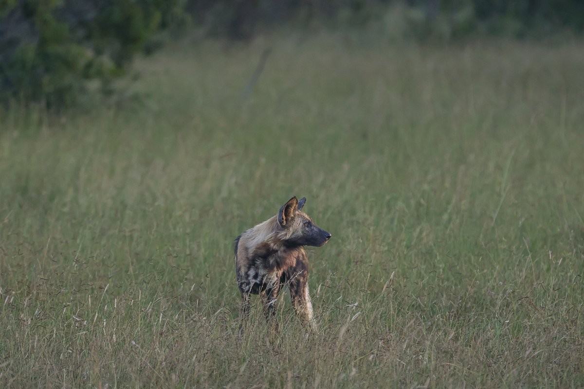 Sabi Sabi Ruan Mey Wild Dogs On The Hunt