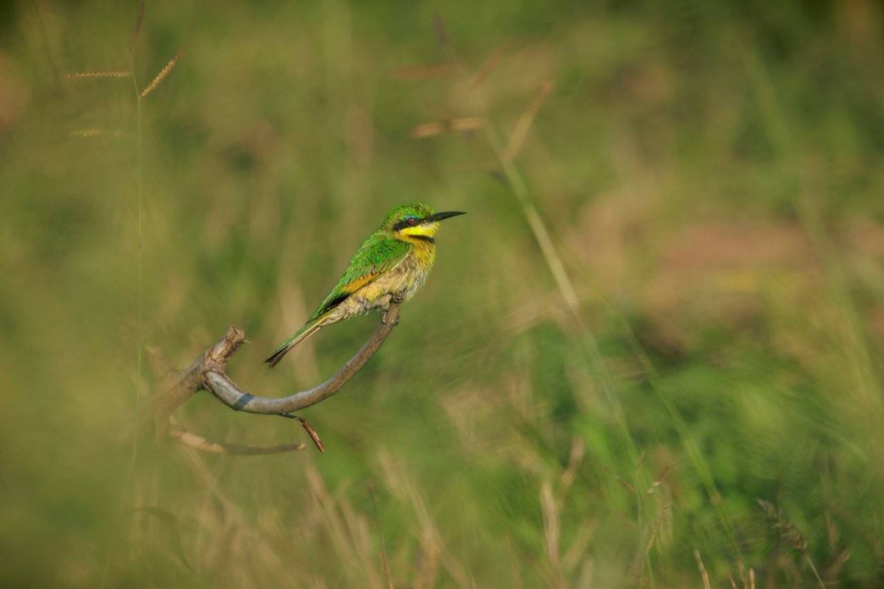 Little bee-eater perched delicately on a grass stem, scanning for flying insects
