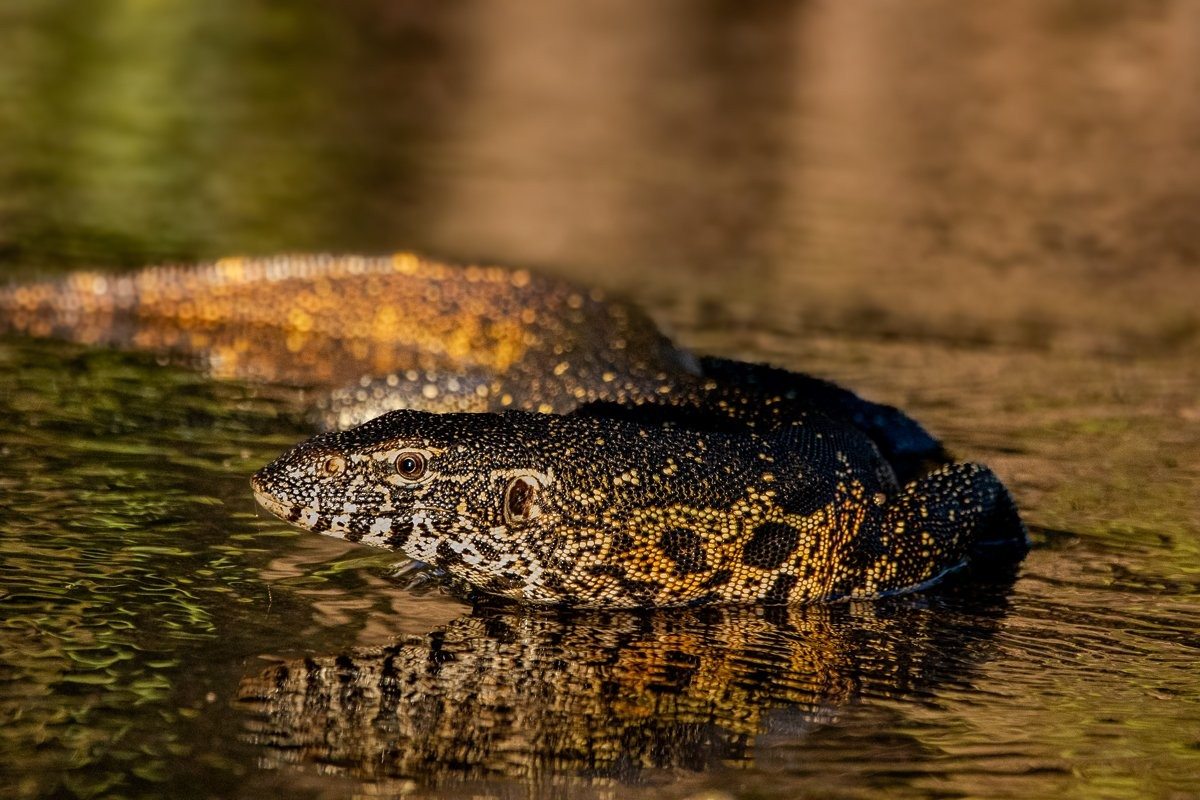 Water monitor lizard moving along riverbank habitat.