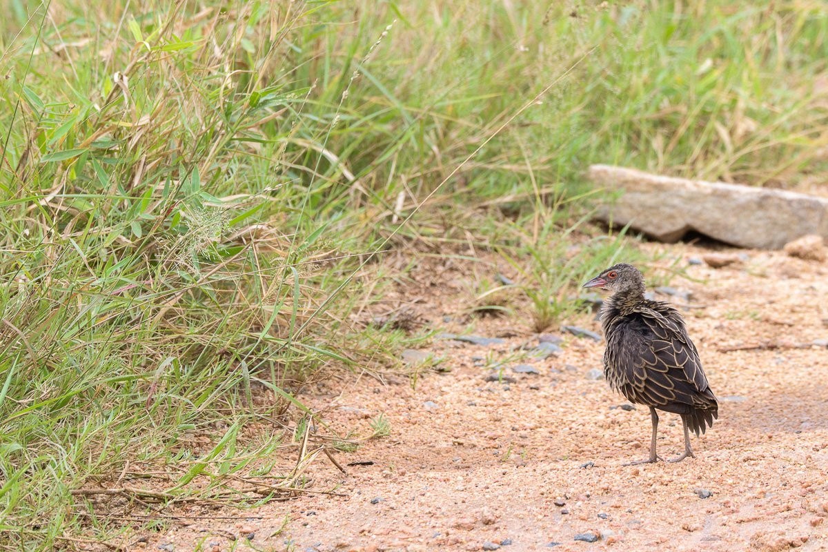 Sabi Sabi Jana Du Plessis African Crake On Road