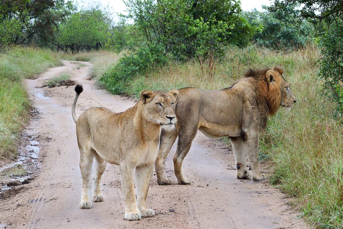 Sabi Sabi Jana Du Plessis Southern Pride