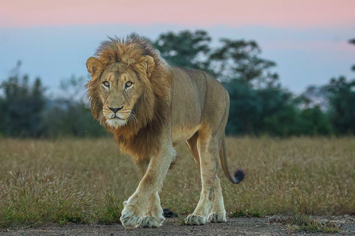 N’waswishaka male lion striding confidently down the runway.