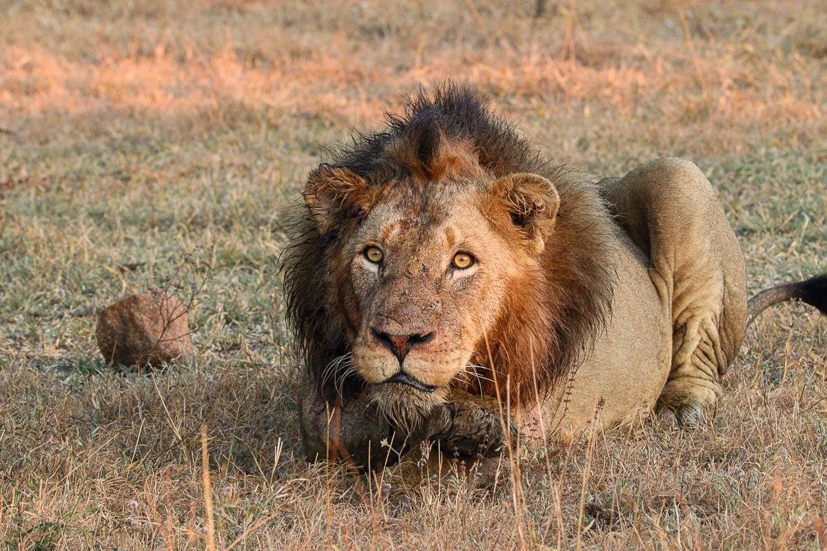 Male lion pauses to groom beside a giraffe carcass while guarding the kill.