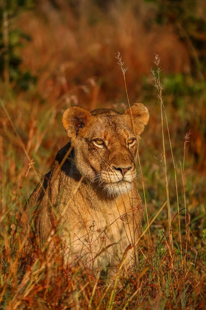 Lioness surveys the surrounding bush while waiting near a strategic hunting area.