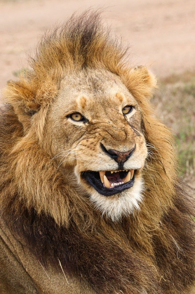 Close-up of a N’waswishaka male lion showing powerful teeth adapted for feeding.