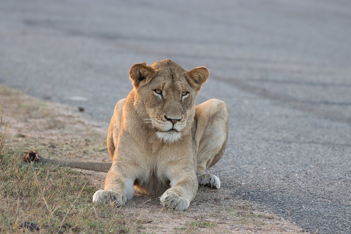 Msuthlu Pride watching zebras from the private airstrip.