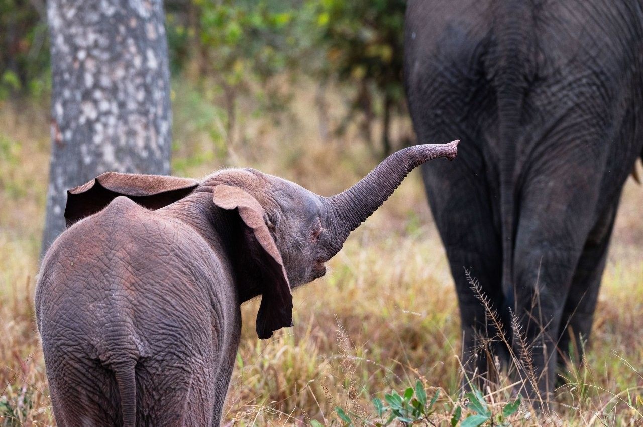 Sabi Sabi Viviane Ladner Albino Elephant Calf With Herd 1