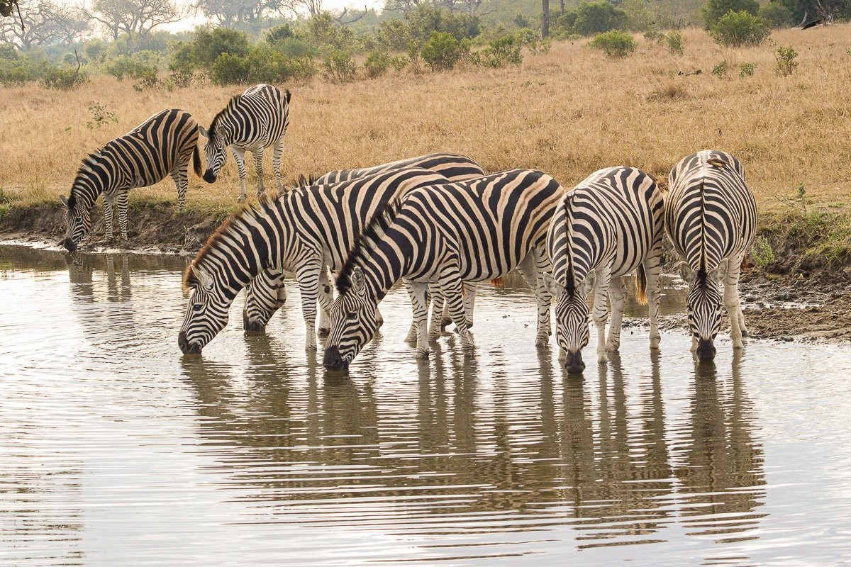 Herd of zebras drinking together at a waterhole