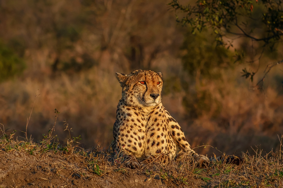 Cheetah resting calmly while observing its surroundings