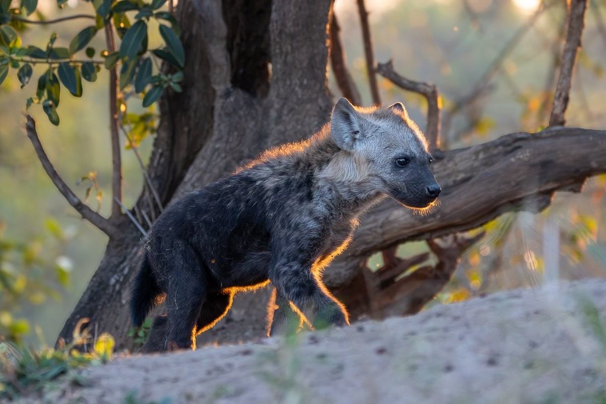 Spotted hyena cubs playfully interacting at their den