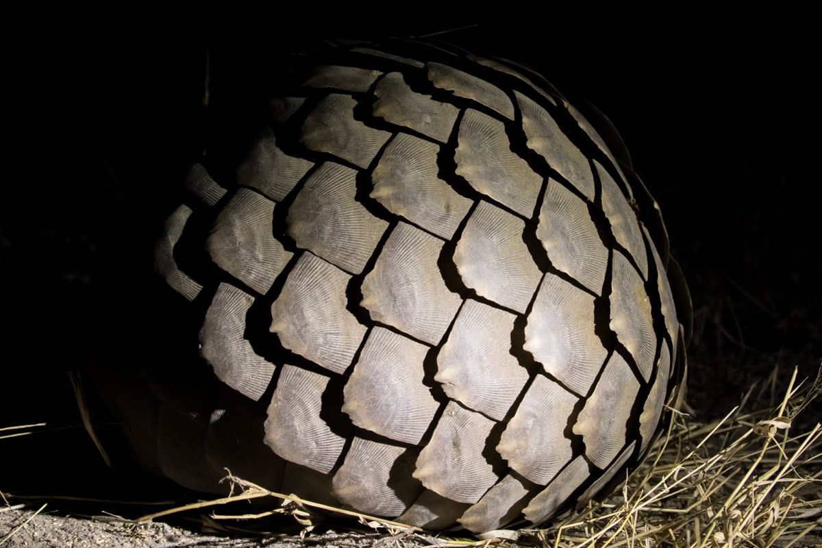 Pangolins are the only scaled mammal in the world. Pangolins are the only scaled mammal in the world.