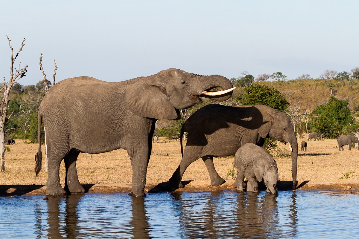 A herd of elephants drink from a waterhole. A herd of elephants drink from a waterhole.