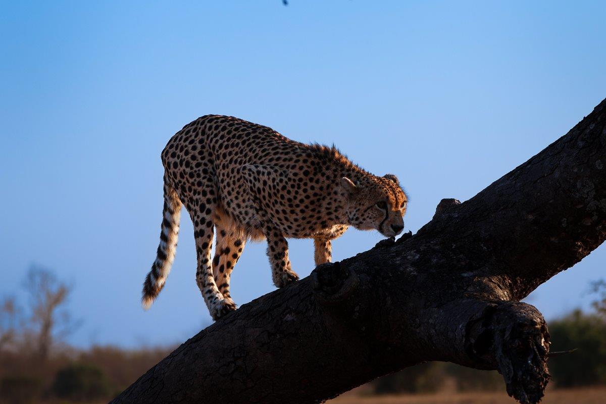 We followed this male as he played on a fallen tree We followed this male as he played on a fallen tree