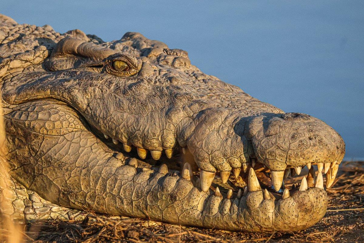 We often see a large crocodile at the waterhole in front of Earth Lodge during the cooler winter temperatures We often see a large crocodile at the waterhole in front of Earth Lodge during the cooler winter temperatures