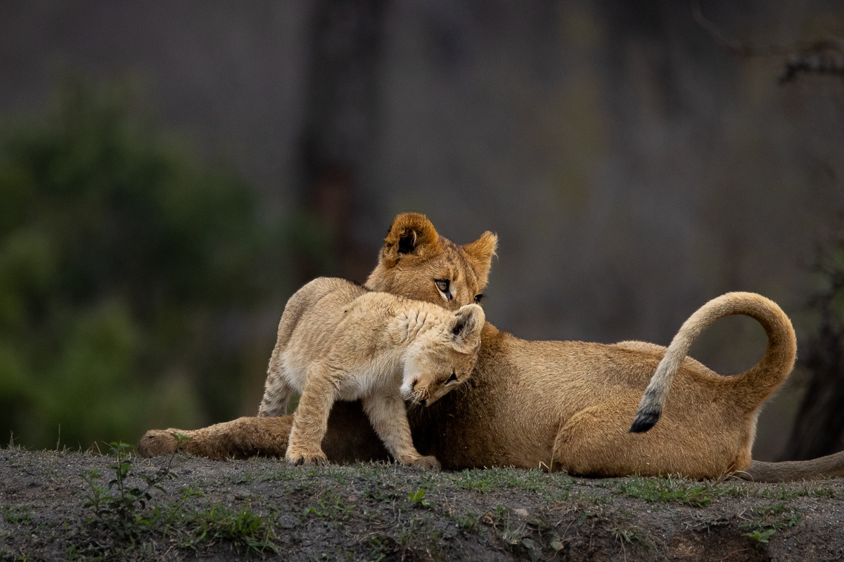 Msuthlu cubs running and frolicking together, their tiny roars echoing in the air.
