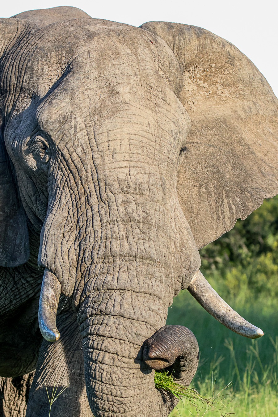 An encounter with an elephant bull in musth can be very dangerous if you're unaware of the signs. An encounter with an elephant bull in musth can be very dangerous if you're unaware of the signs.