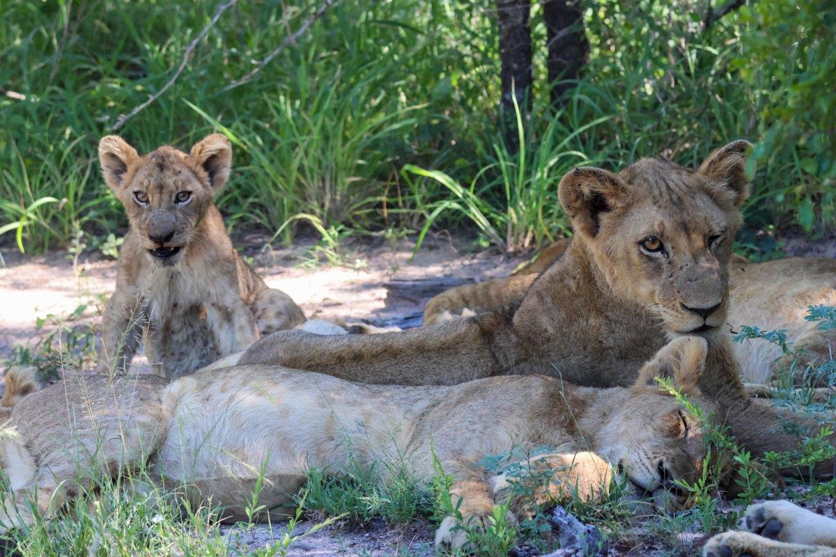 Sabi Sabi Jan Nel Msuthlu Pride Sabi Sabi Jan Nel Msuthlu Pride