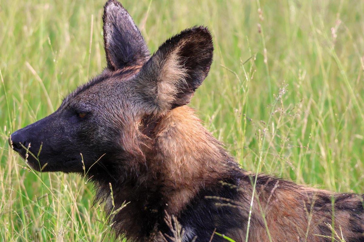A wild dog spotted during a game drive from Sabi Sabi. A wild dog spotted during a game drive from Sabi Sabi.