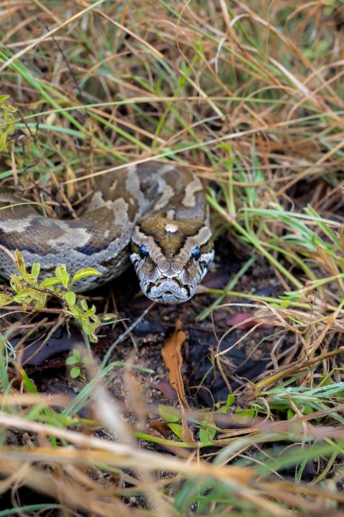 The infamous Rock python. The infamous Rock python.