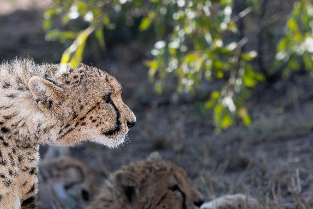 Sabi Sabi Ronald Mutero Cheetah Profile Sabi Sabi Ronald Mutero Cheetah Profile