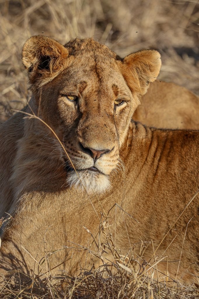 Sabi Sabi Ruan Mey Southern Pride Lion In Light Sabi Sabi Ruan Mey Southern Pride Lion In Light