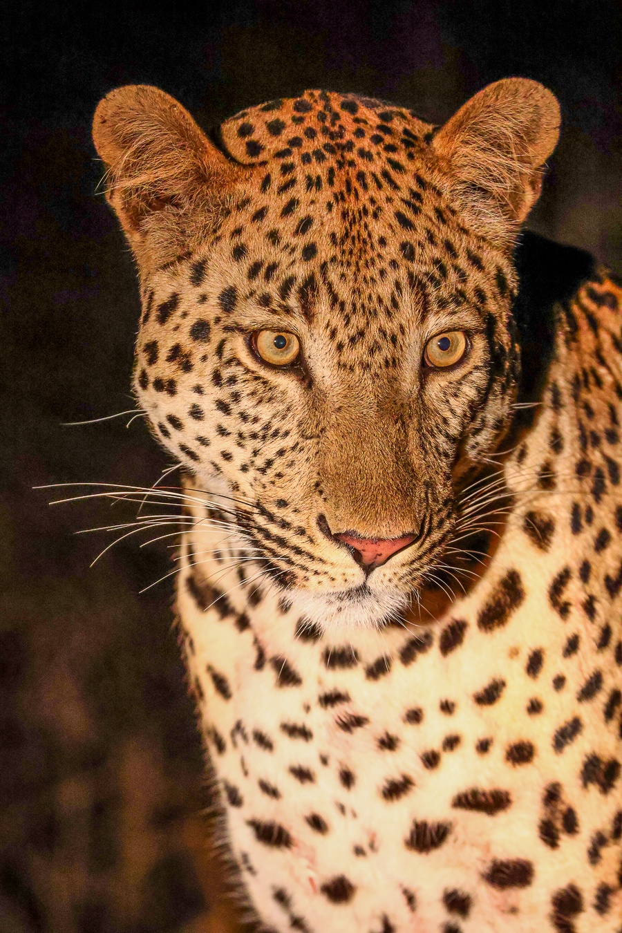 Sabi Sabi Ruan Mey Leopard Dominant Sabi Sabi Ruan Mey Leopard Dominant
