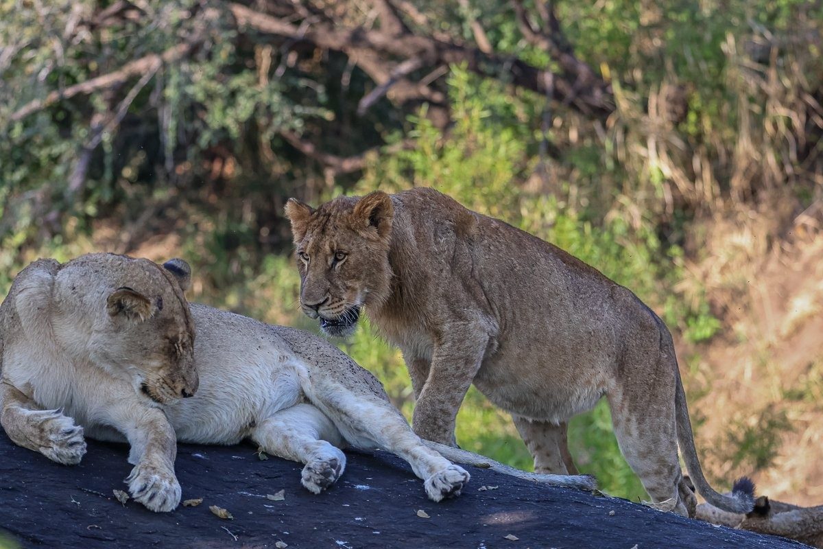 Sabi Sabi Ruan Mey Msuthlu Pride Sabi Sabi Ruan Mey Msuthlu Pride