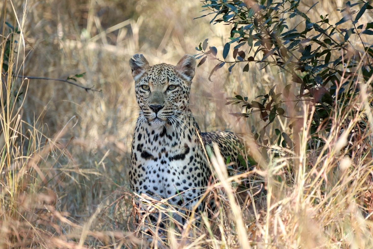 Ntsumi roaming near river drainage near Bush Lodge
