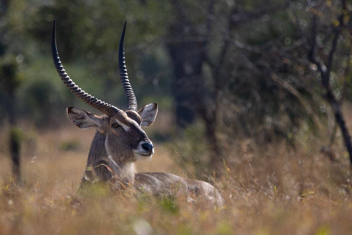 Waterbuck rests in the long savannah grass