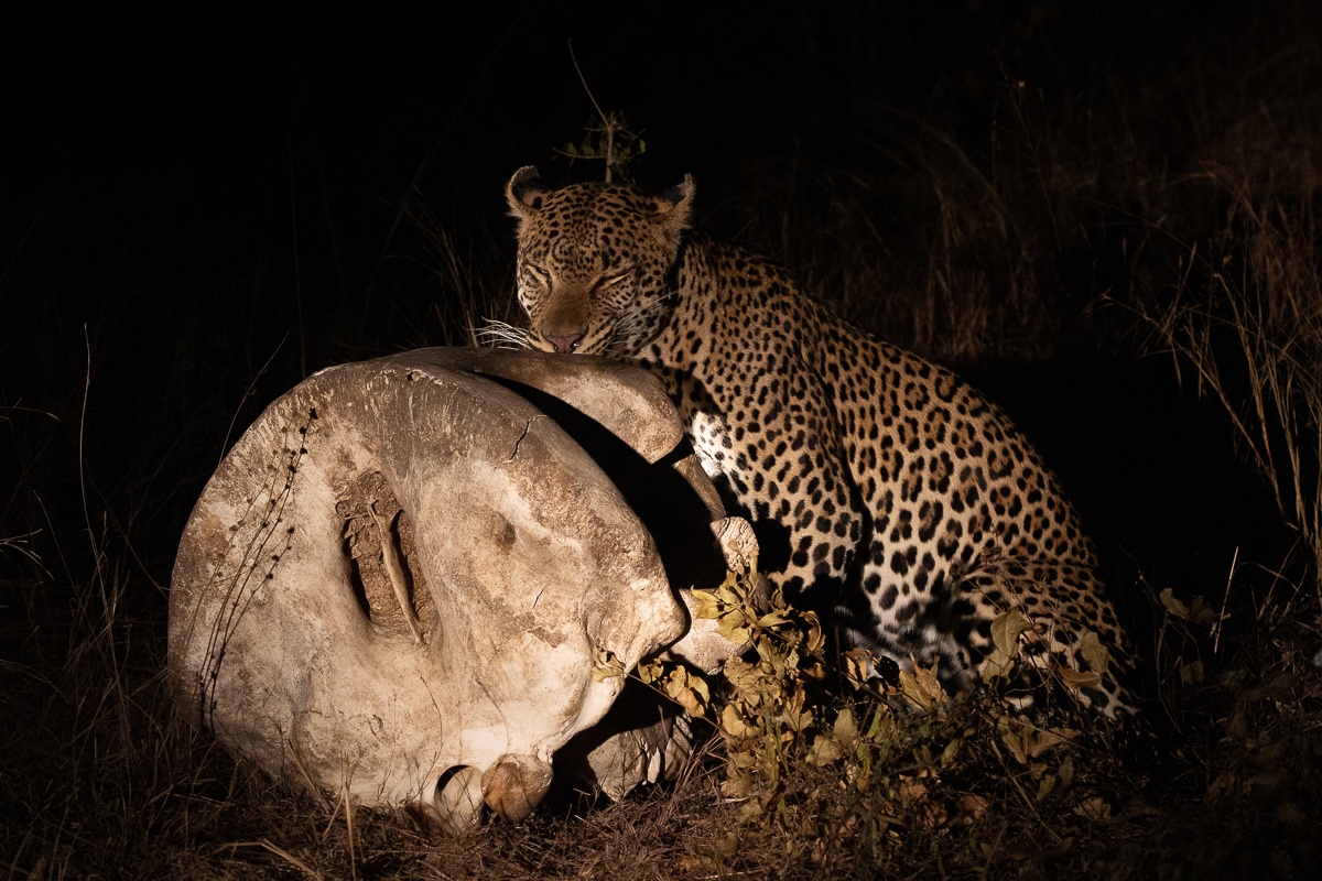 Sabi Sabi Ronald Mutero Khulwana Leopard Gnaws Bone Sabi Sabi Ronald Mutero Khulwana Leopard Gnaws Bone