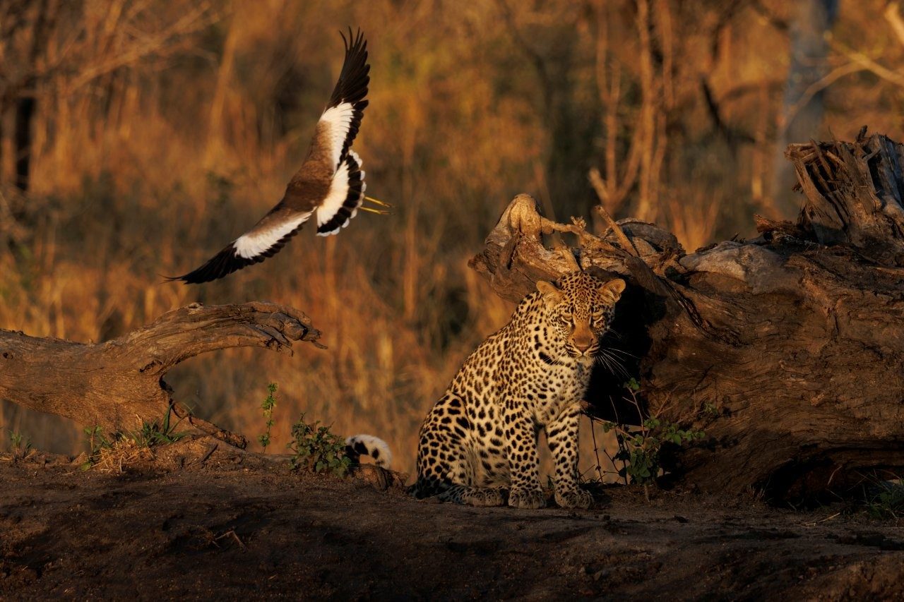 A bird takes flight while a leopard gazes into a waterhole. A bird takes flight while a leopard gazes into a waterhole.