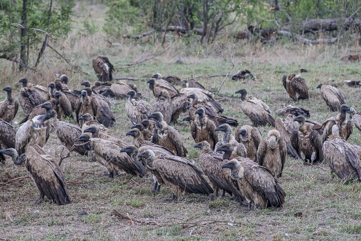 A group of vultures feeding on the remains of a hippo.
