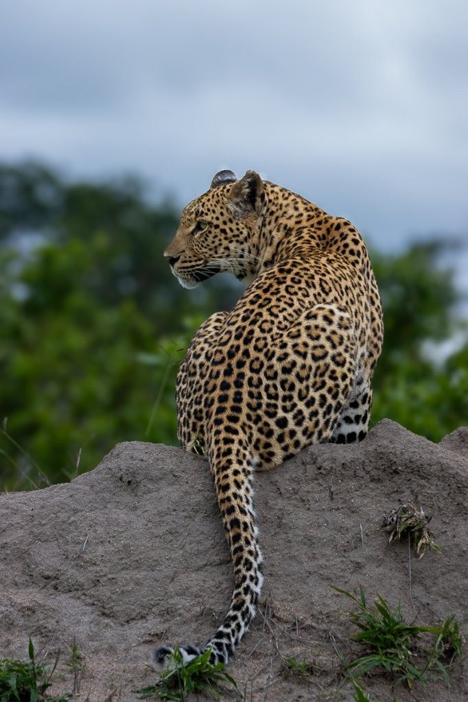 Sabi Sabi Ronald Mutero Golonyi Portrait