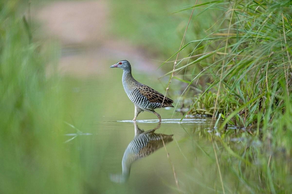 Sabi Sabi Jamiel Malherbe African Crake
