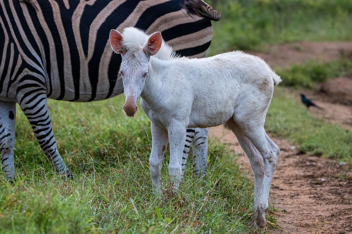 Leucistic zebra foal grazing alongside its mother on open grassland.