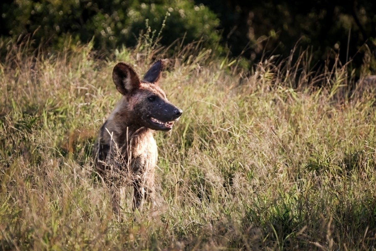 Pack of painted wolves travelling quickly through bush.