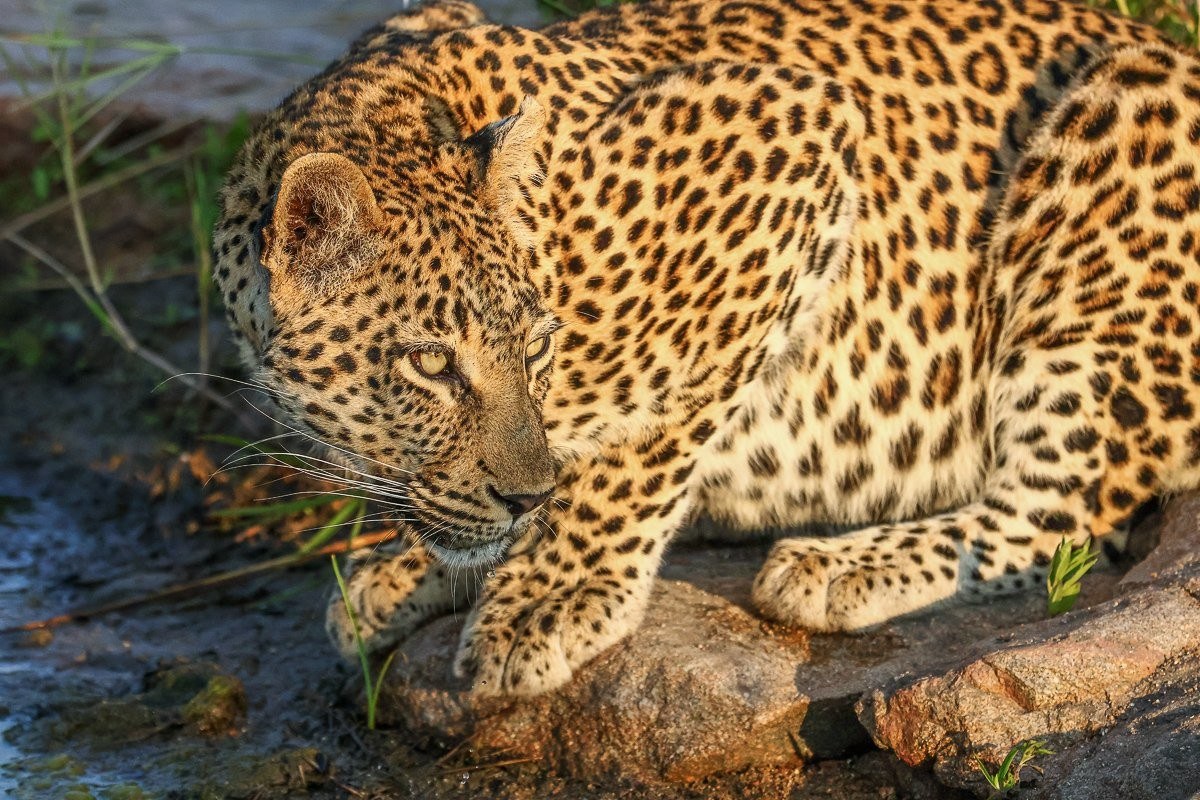 Golonyi leopard and her cubs gathered together on a rocky hillside.