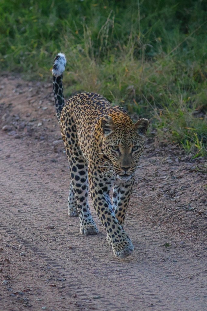 Ntsumi female leopard walking along a road while searching for hunting opportunities.