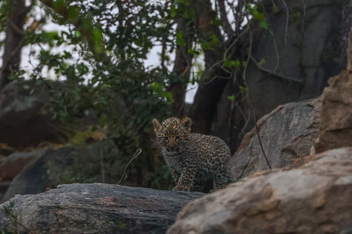 Sabi Sabi Ruan Mey Golonyi Leopard Watchful Near Den