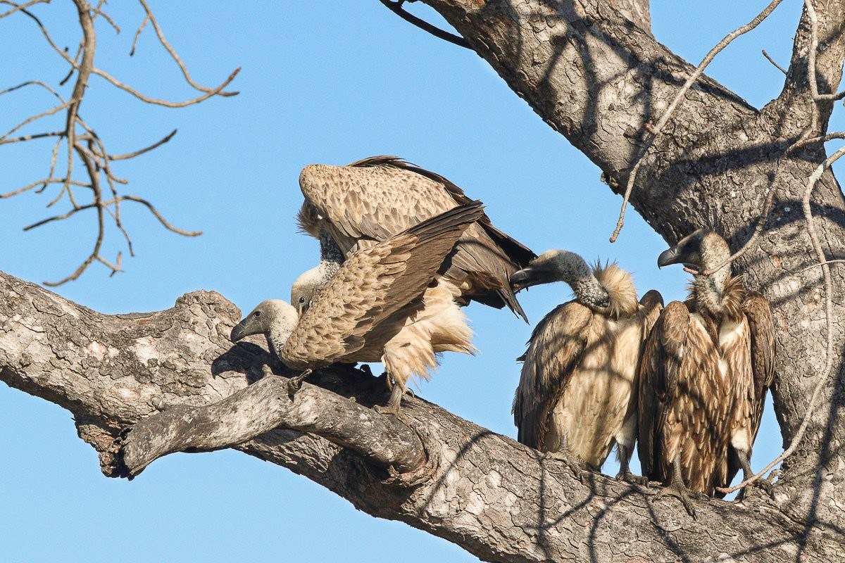 White-backed vultures mating while perched above an active feeding area.