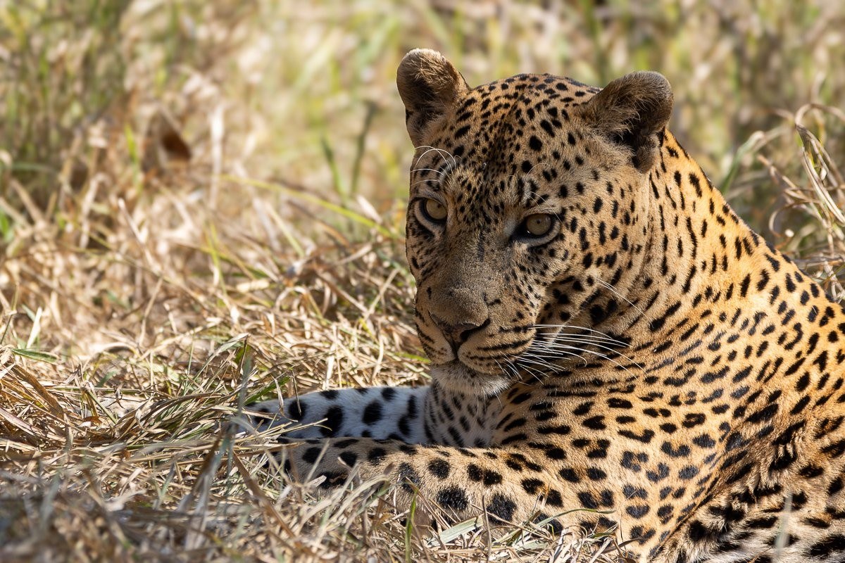 Sabi Sabi Ronald Mutero Nsuku Leopard Breeding Pair