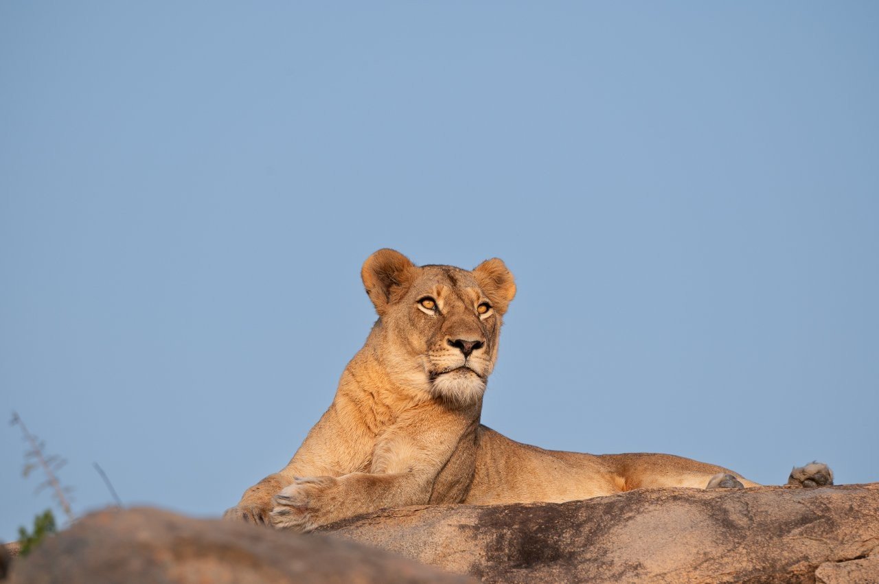 Sabi Sabi Viviane Ladner Southern Pride Lioness On Rocky Outcrop 2