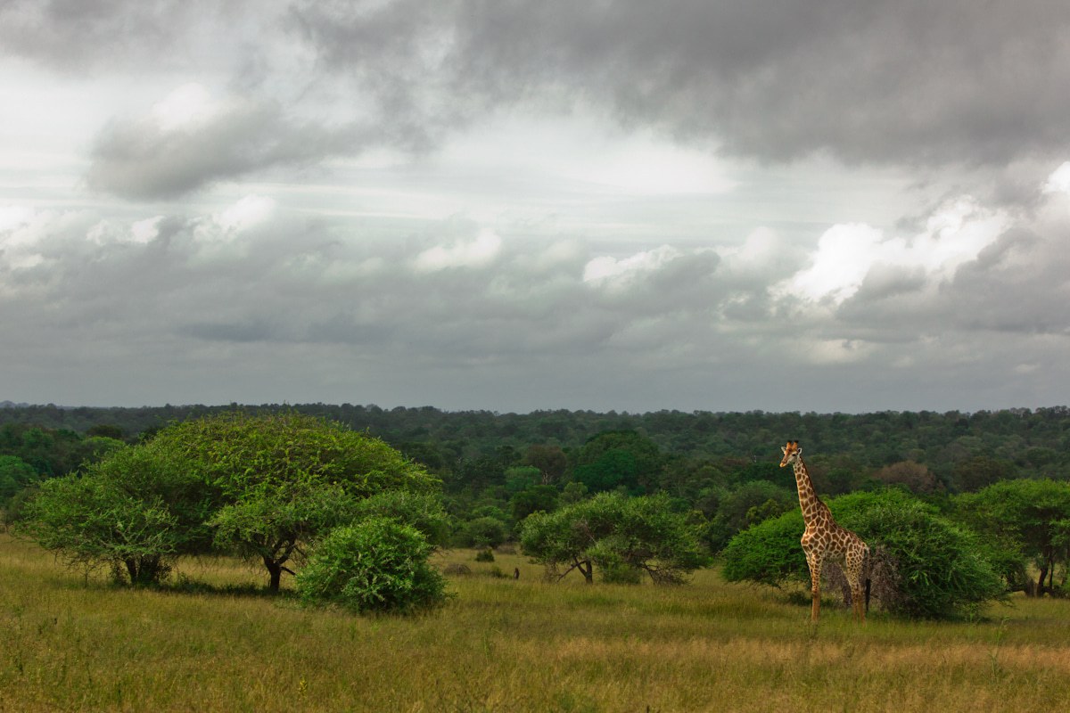 A landscape capture displaying the proportion a giraffe presents