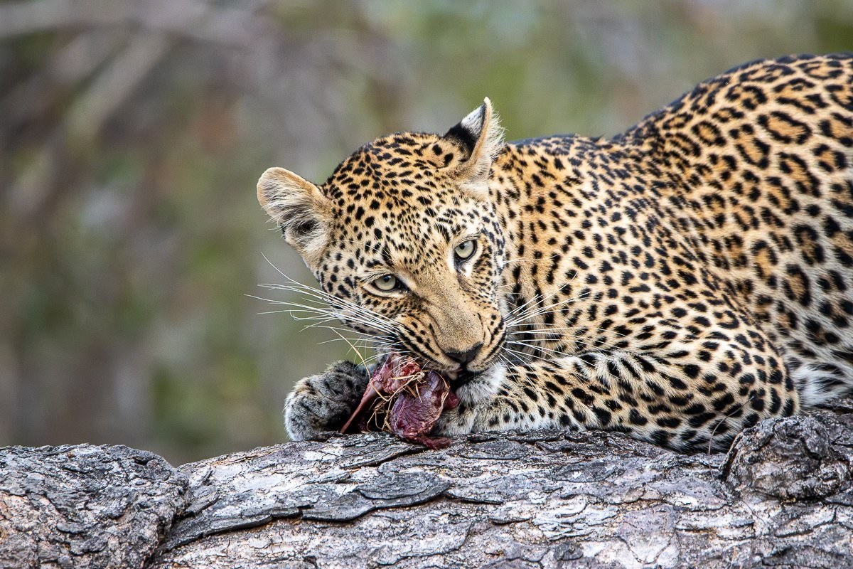 Kurhula female leopard perched in a tree after salvaging the remains of her impala kill.