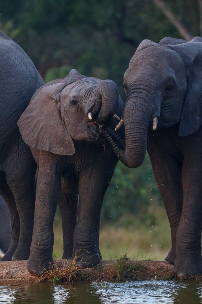 Elephants gathering at a waterhole to drink.