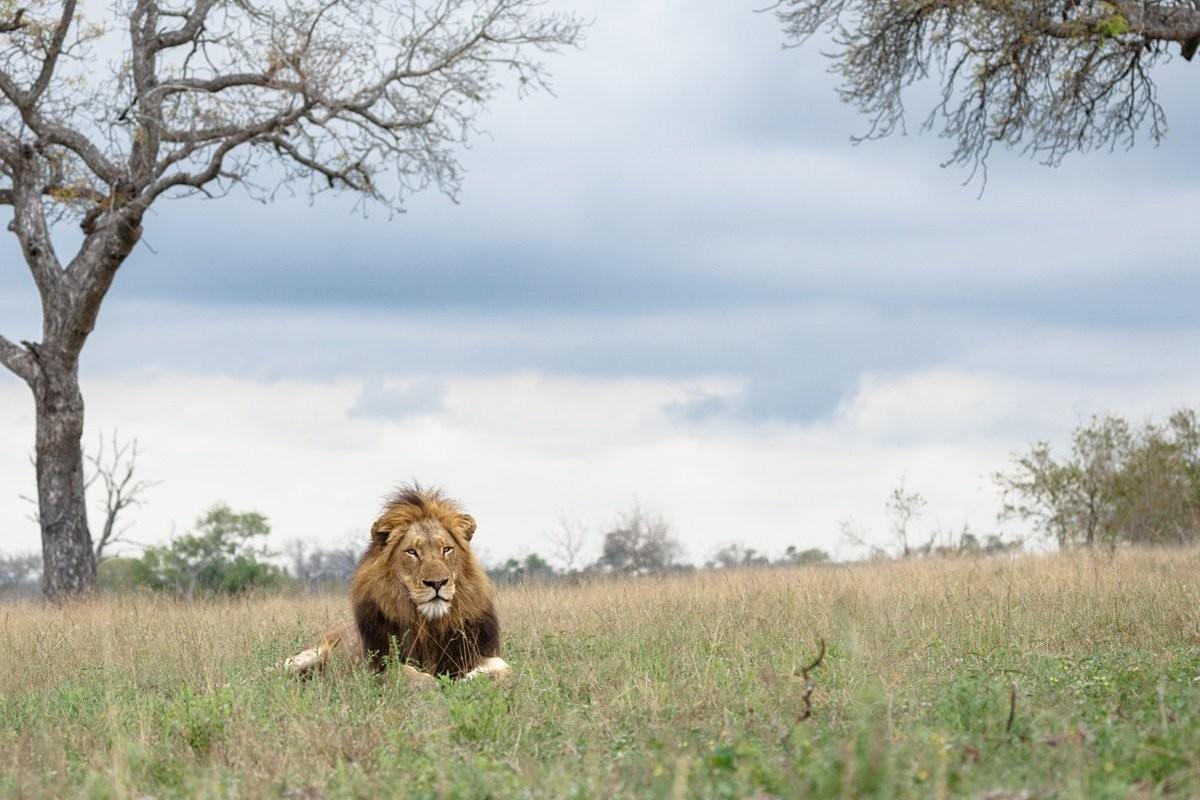 Sabi Sabi Benjamin Loon Msuthlu Pride Resting With Nwaswishaka Males