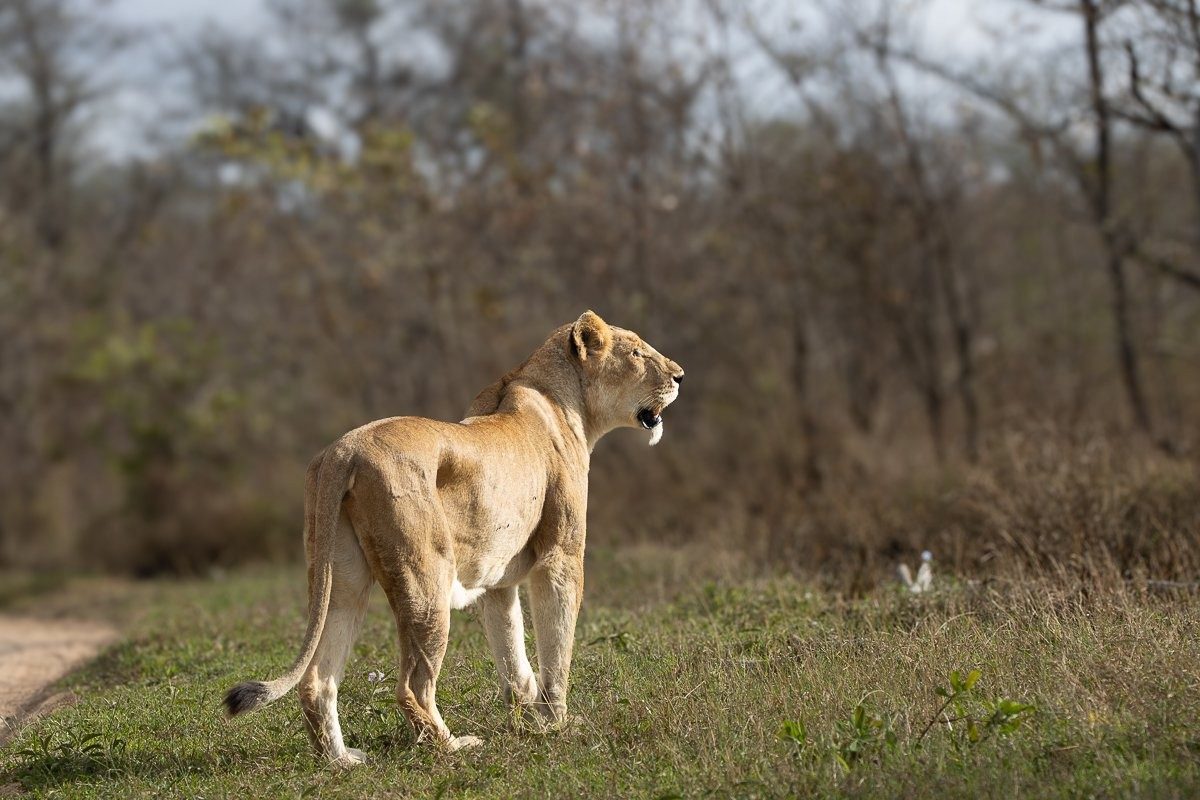 Sabi Sabi Ronald Mutero Southern Pride Lioness Stalking Warthogs