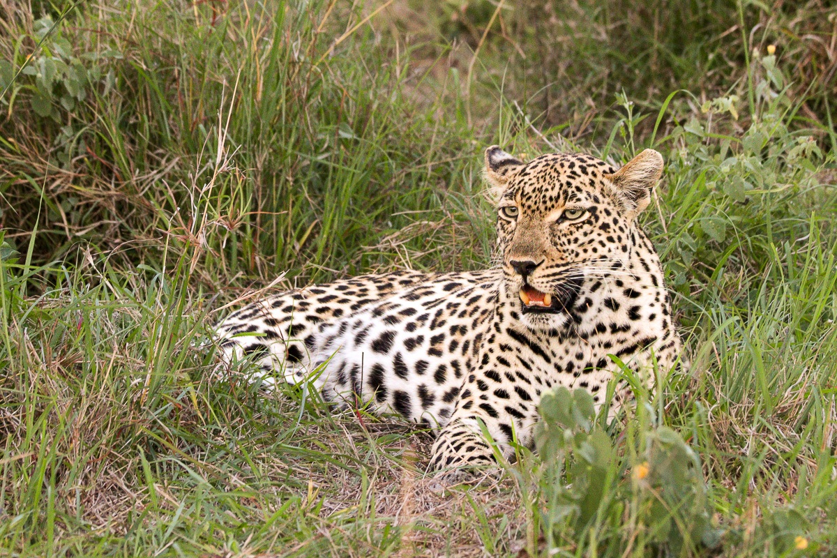 One of the Tengile leopards rests within the bushveld environment