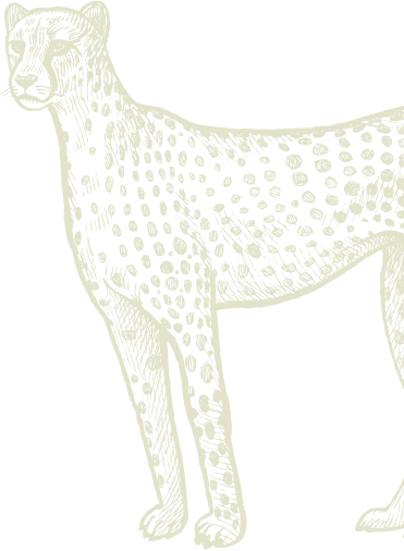 Bgt Cheeta